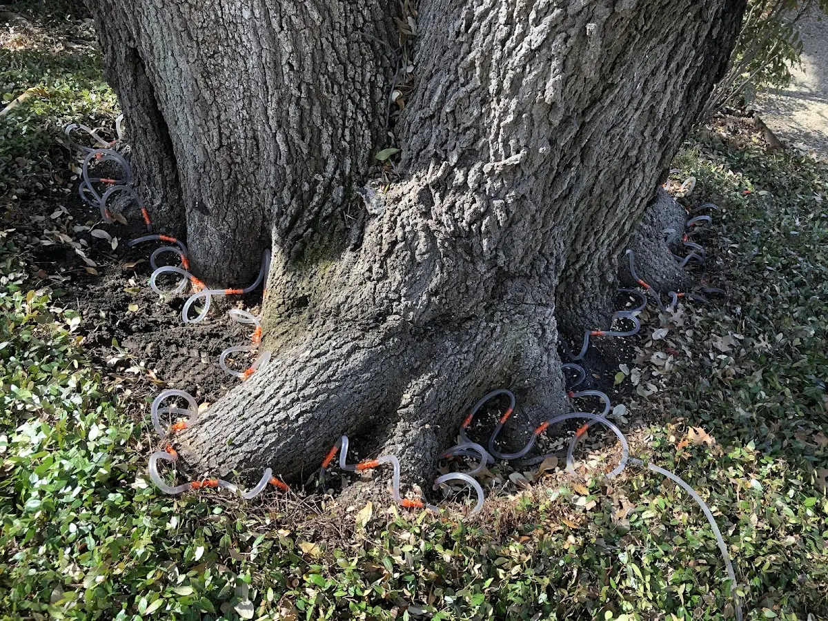 Detailed Tree Cabling and Bracing job site in Orland Park