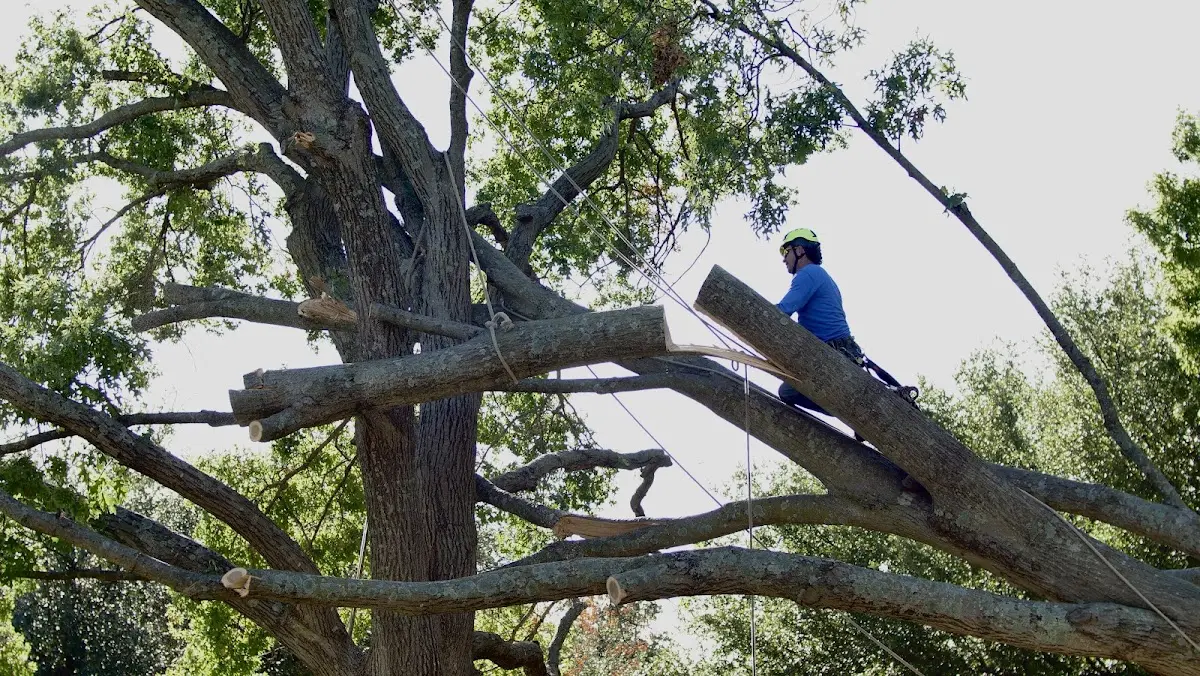 Professional Crown Thinning performed by certified arborists in Orland Park