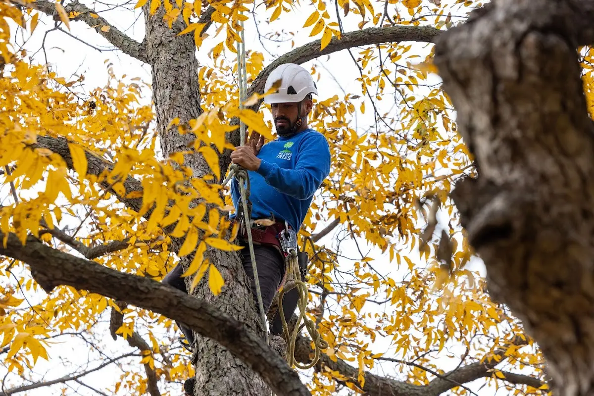 Skilled Tree Pruning crew working in Orland Park